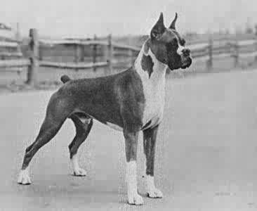 boxer